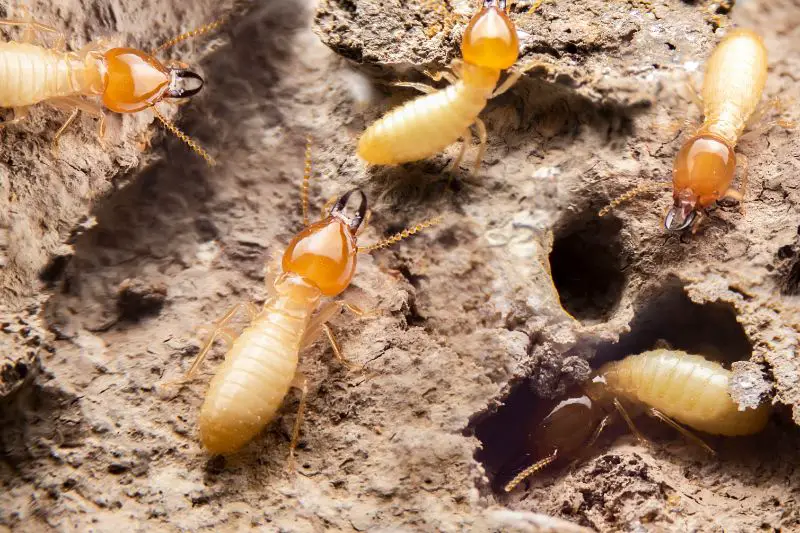 Small termites on decaying timber