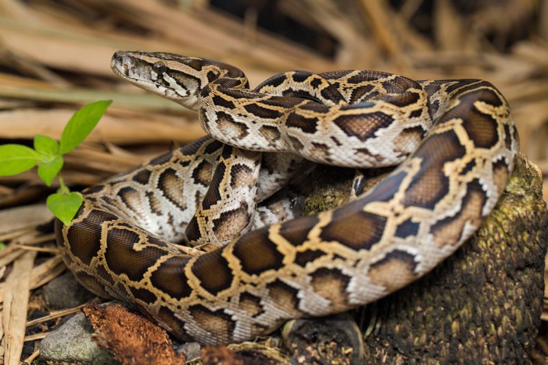 Snake Burmese Python