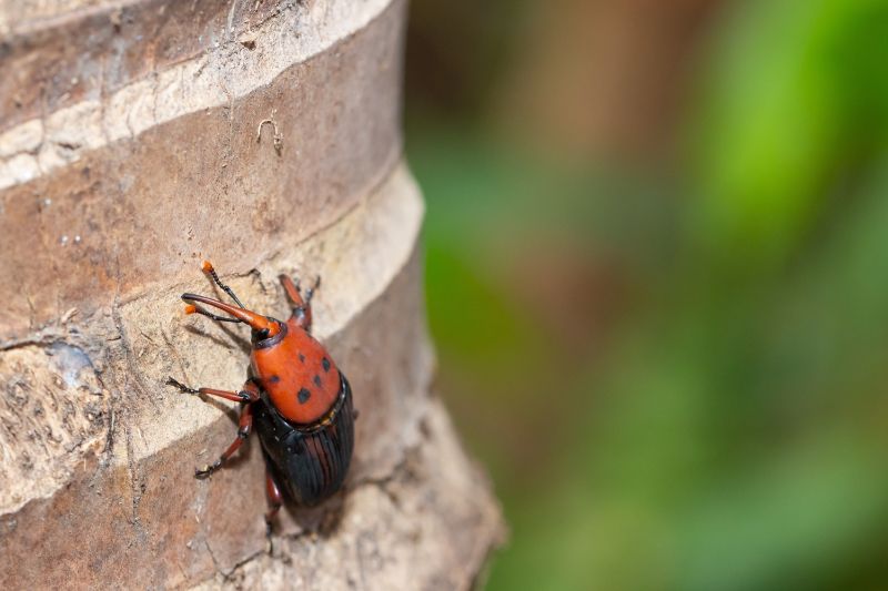 The red palm weevil on coconut tree