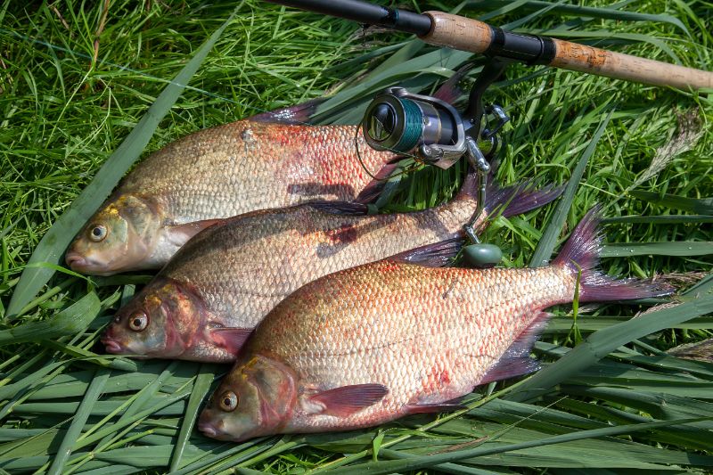 Three big freshwater common bream fish