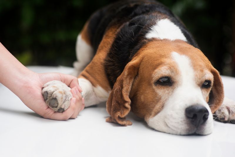 Young woman's hand was holding the arm of the beagle dog 