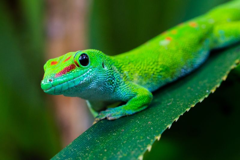 Madagascar giant day gecko