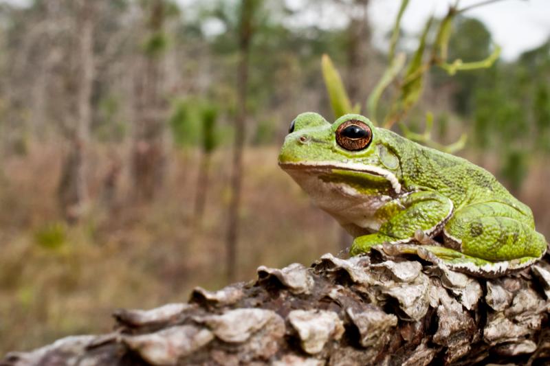 Barking Tree Frog sitting on a tree branch