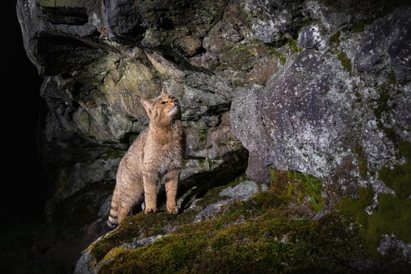 European bobcat in beautiful nature habitat