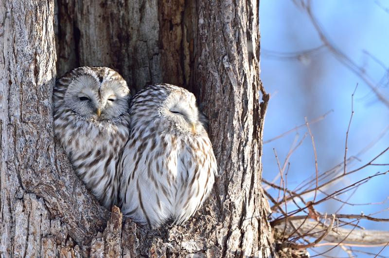 Pair of owl in a tree