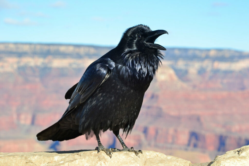 Image comparing crows and ravens.