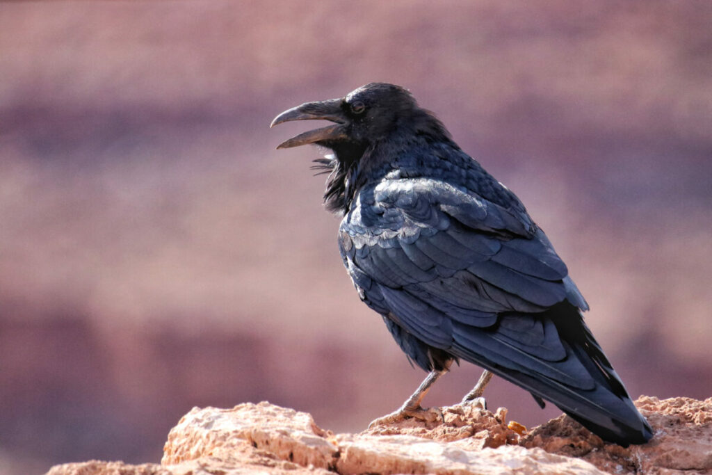 Side-by-side image illustrating size and plumage differences between crows and ravens.