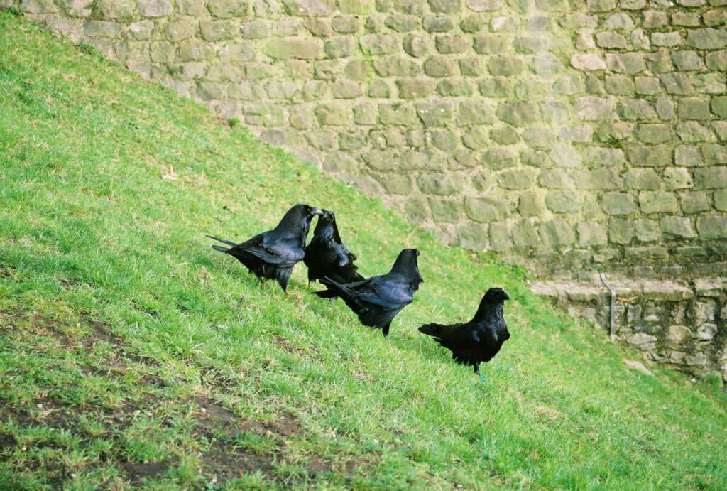 Illustration highlighting behavioral distinctions between crows and ravens.
