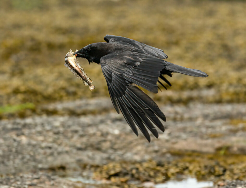 Ravens are known to have a broader diet that may include small animals, insects, fruits, and plant matter.