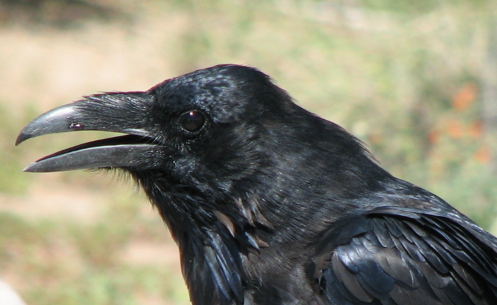 Comparative image showcasing beak characteristics of crows and ravens.