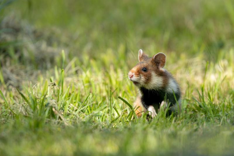 Hamster in the field
