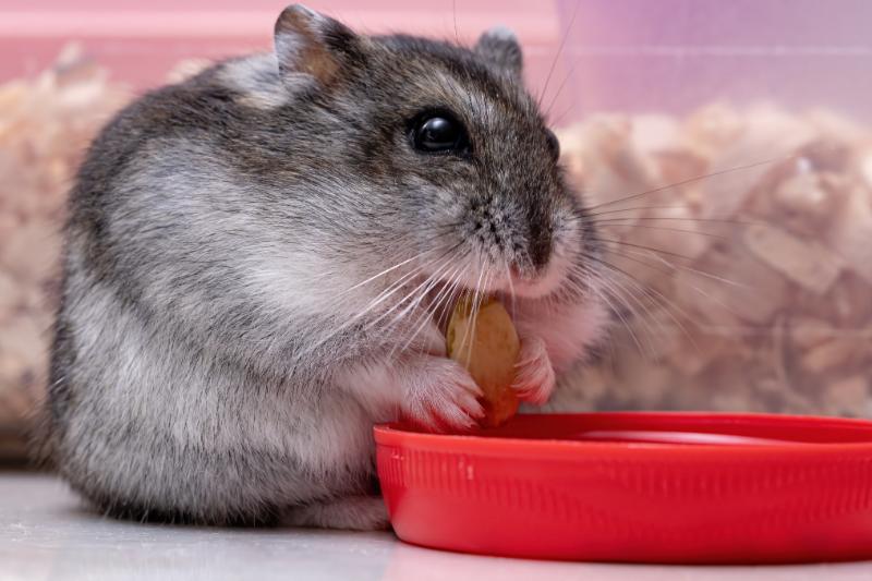 Hamster feasting on a snack