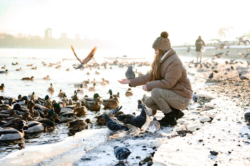 Girl feeding migratory birds in the river during winter