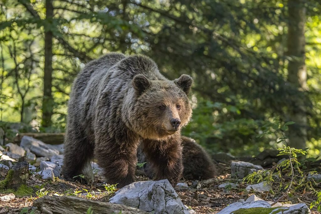 One Adult Eurasian brown bear in the wild