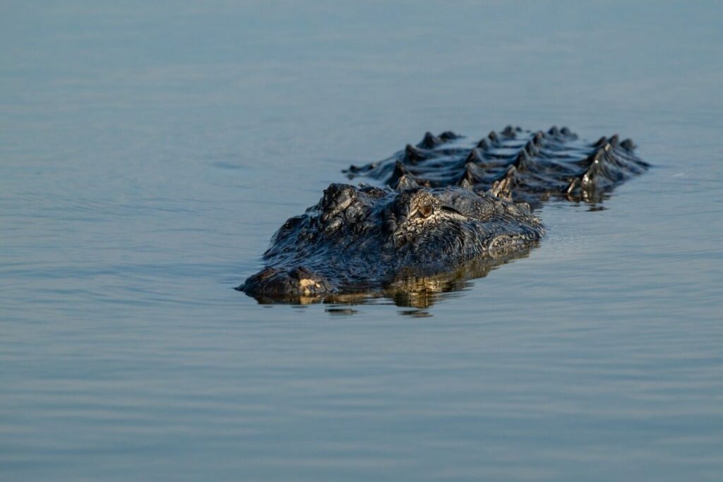 Alligator on a lake