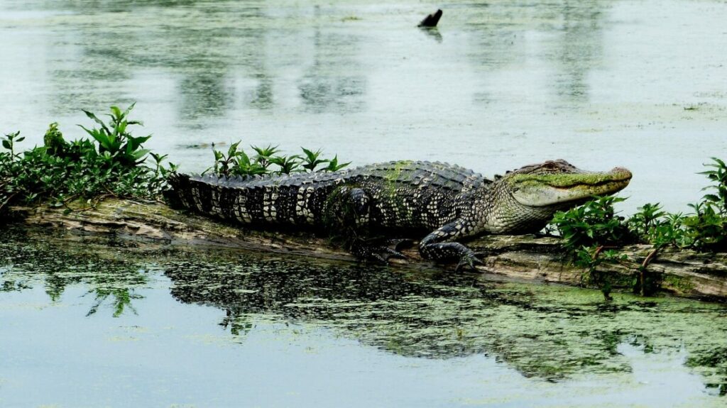 Alligator on its habitat