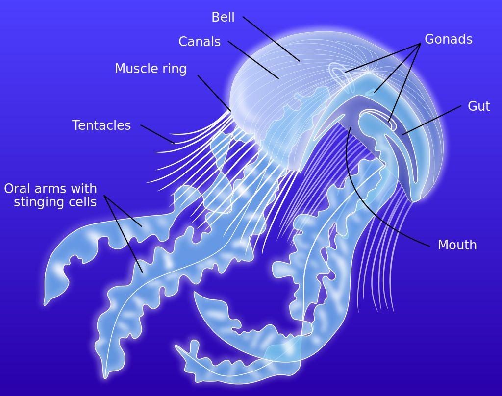 Anatomy of a scyphozoan jellyfish