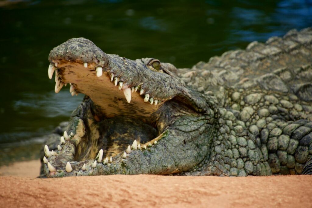 Big crocodile with an open mouth