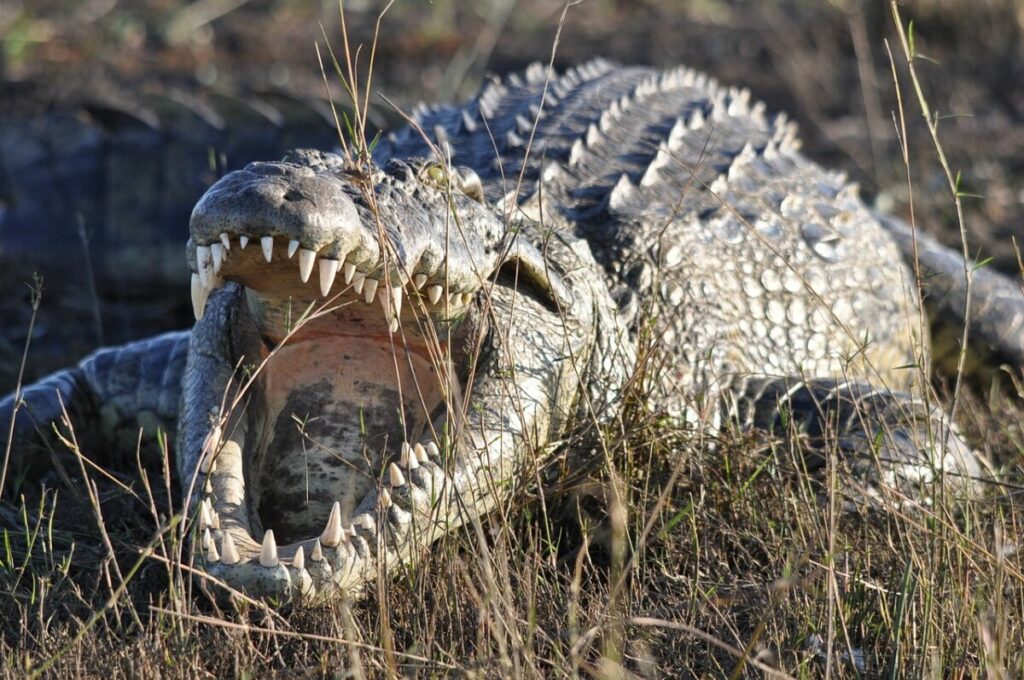 Huge mouth of a crocodile