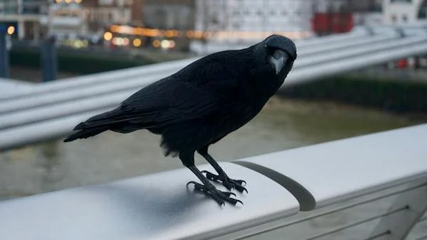 A crow in a city