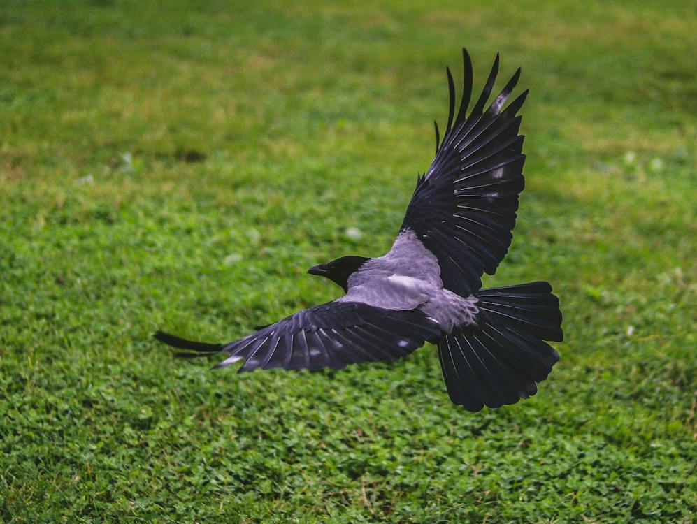 A crow flying