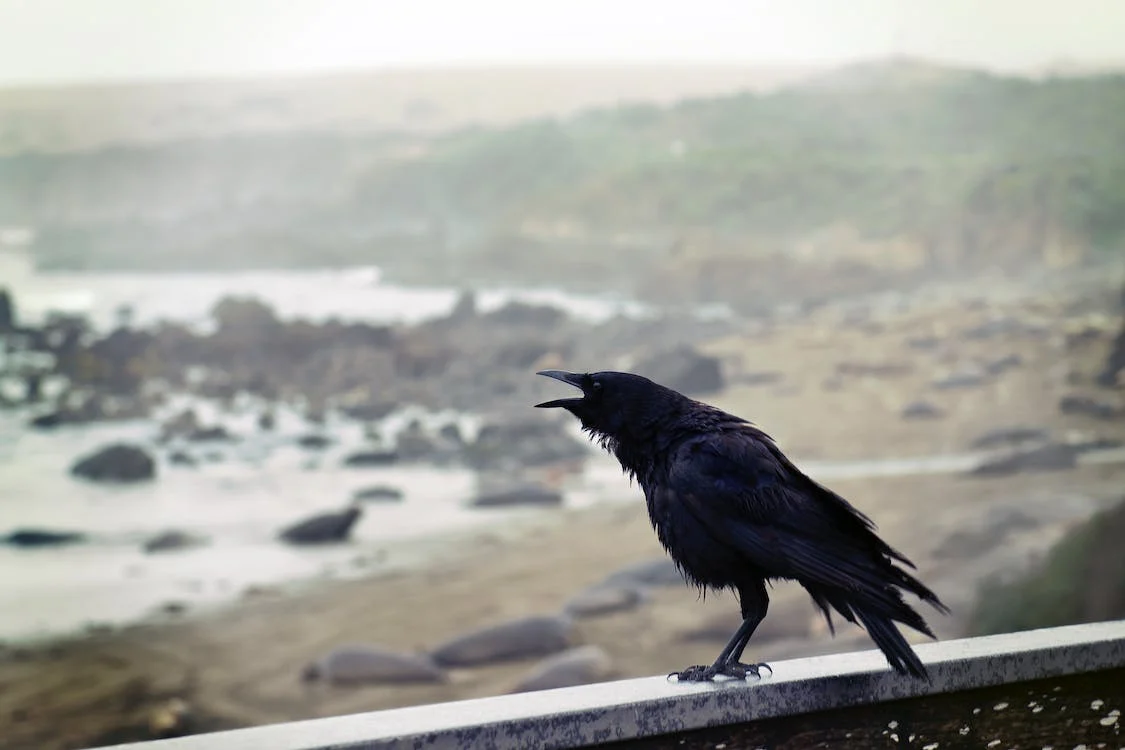 A crow shouting on a wall