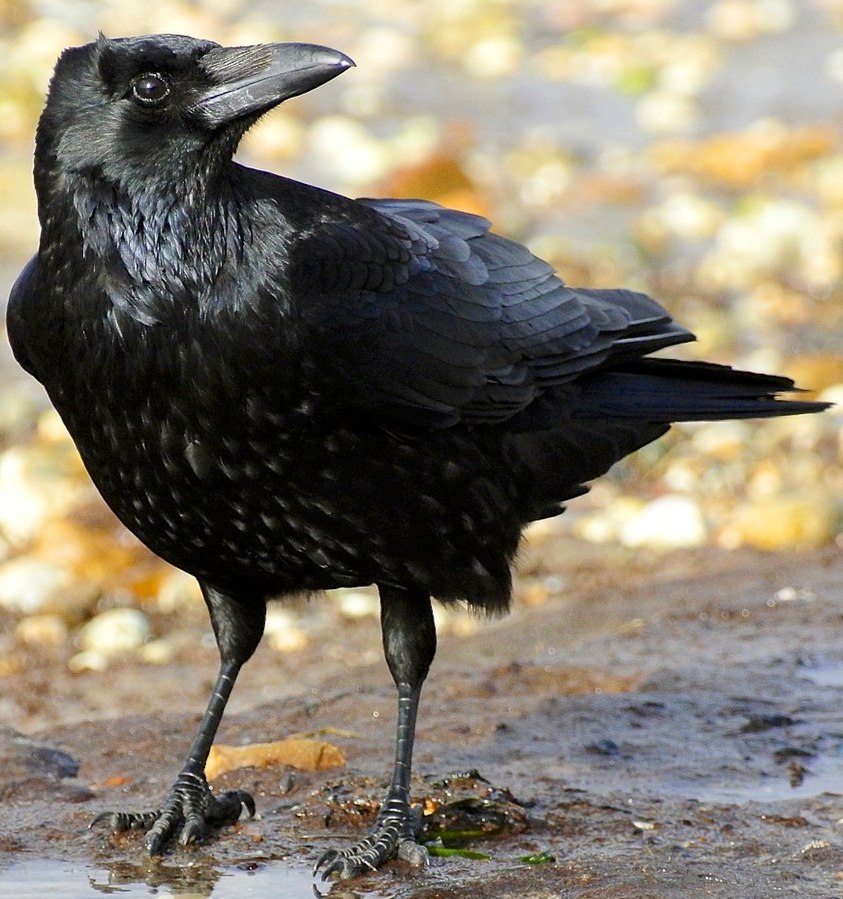 A carrion crow scavenging on a beach in Dorset, England