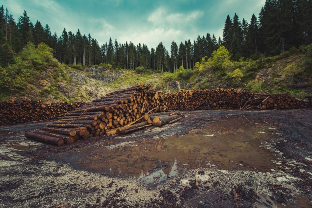 Deforestation with tree logging
