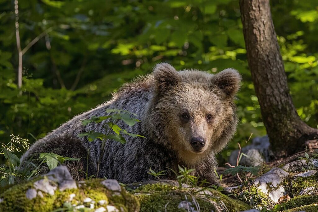 Adult Eurasian brown bear