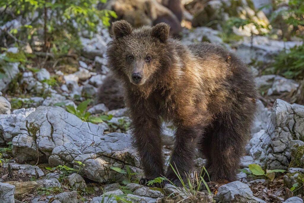 One Eurasian brown bear cub