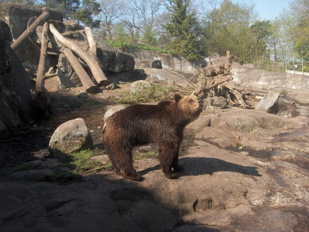 Eurasian brown bears in a  Captivity