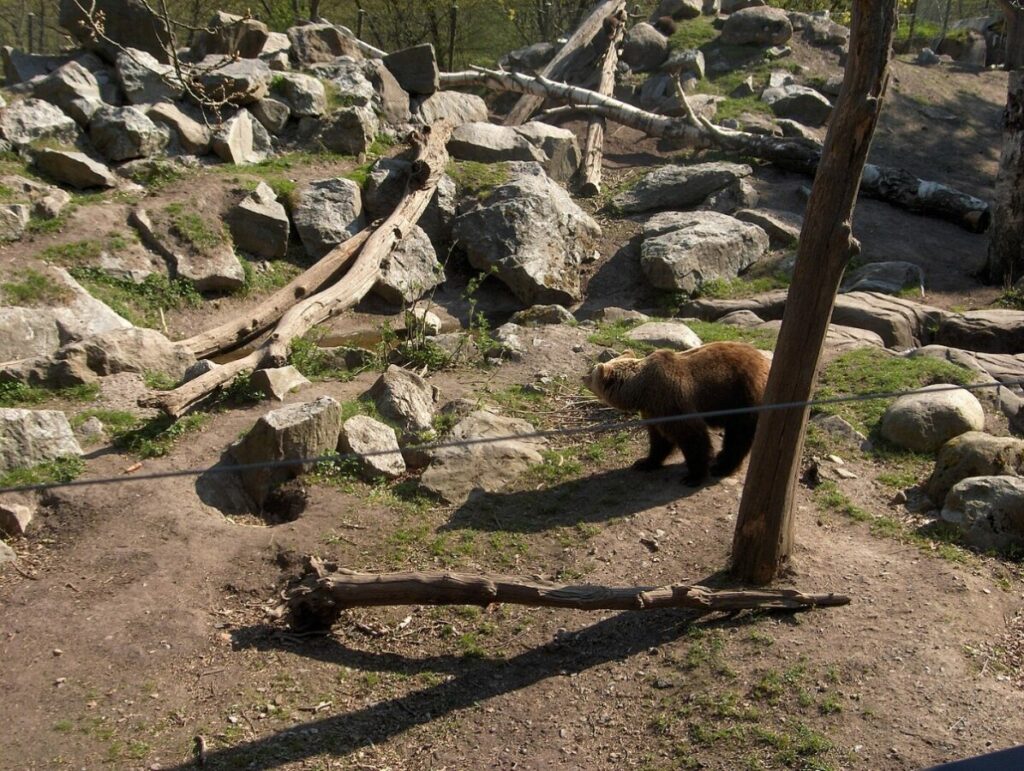 Eurasian brown bear on its  habitat 