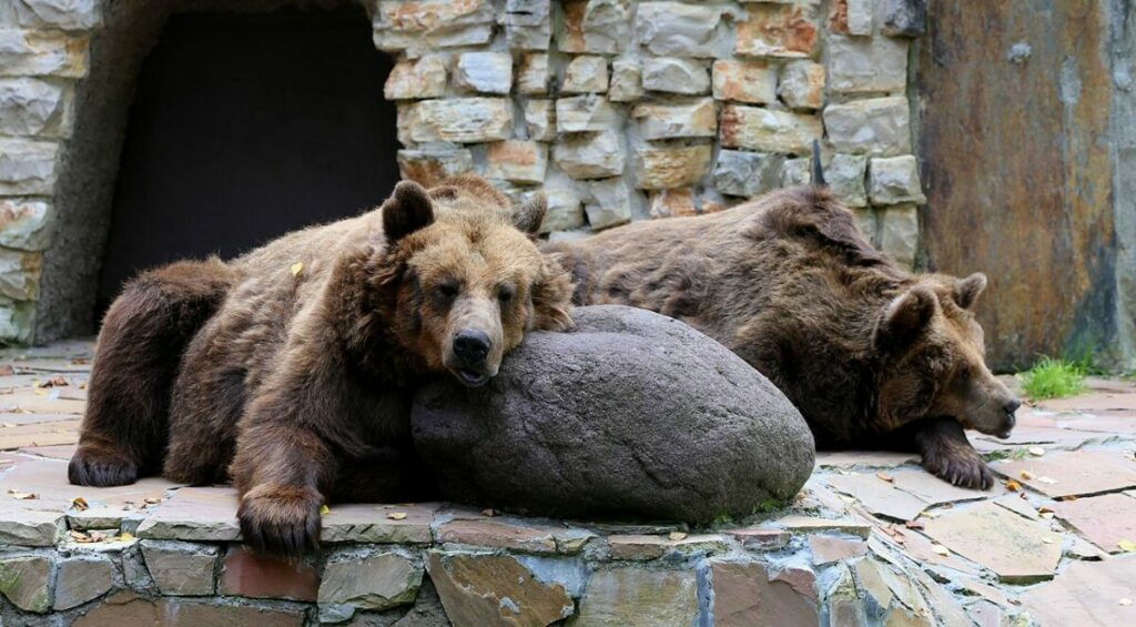 Eurasian brown bears in a  Zoo