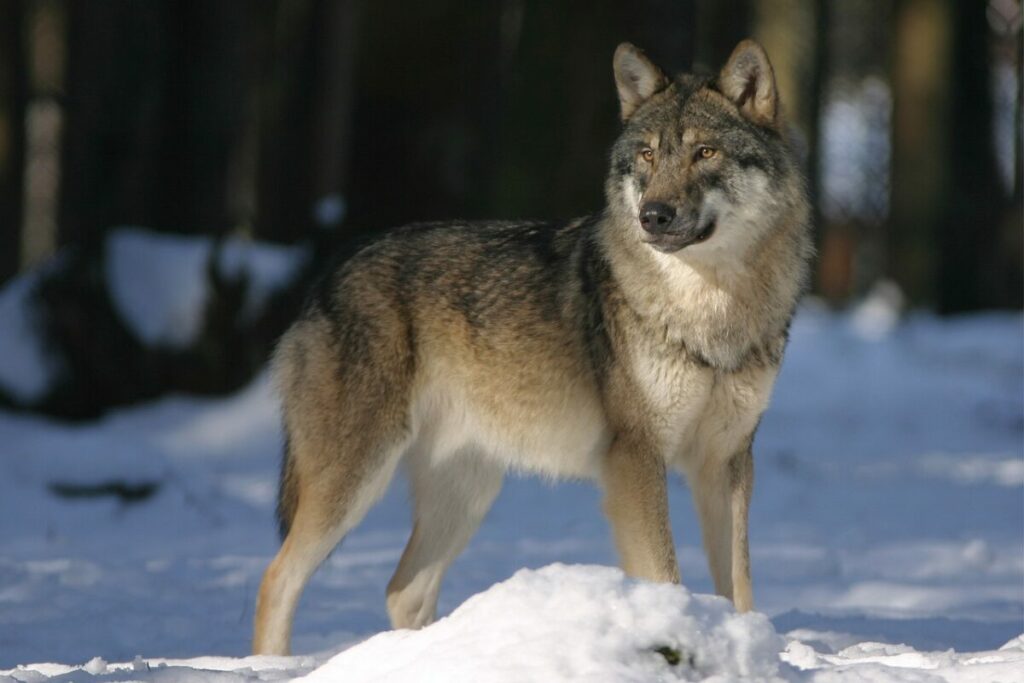 Male European Wolf