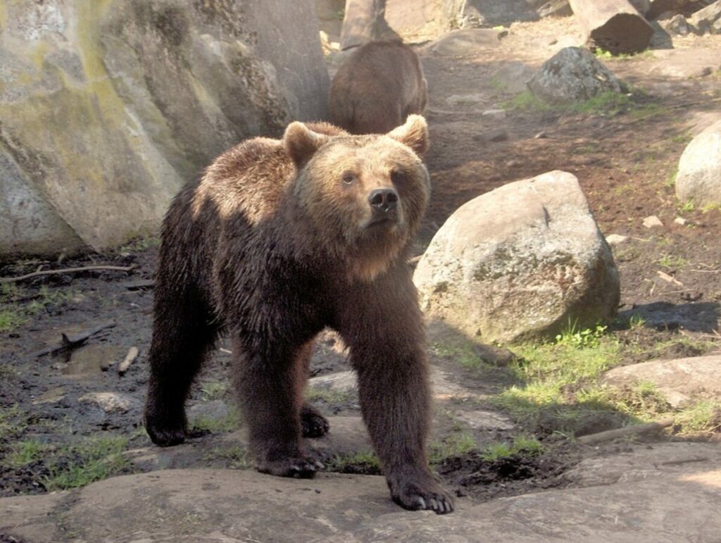 Lone Eurasian brown bears in a Captivity