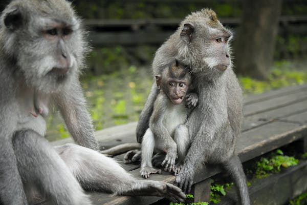 A monkey family