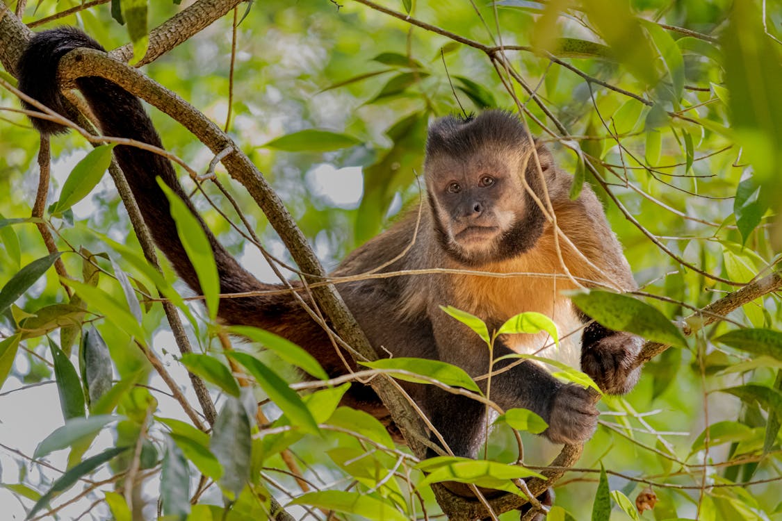 Image of a monkey sitting on a tree