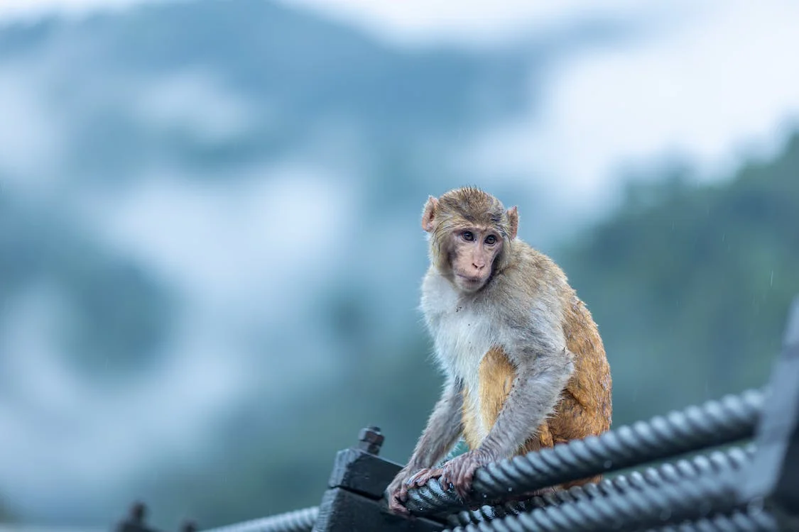 A monkey on a rooftop