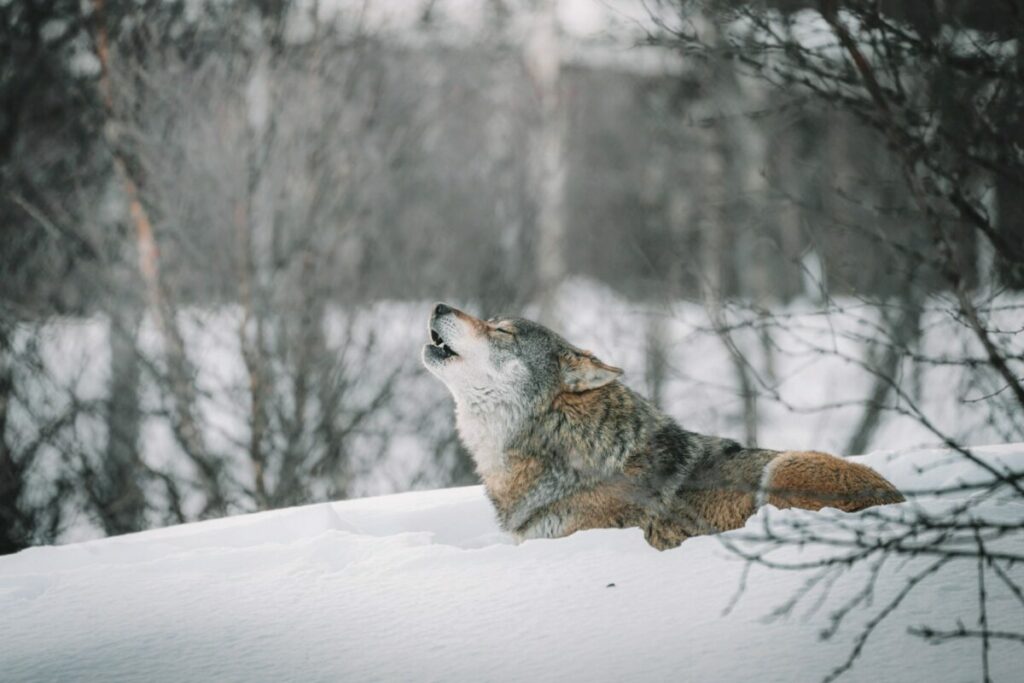 Wolf in Norway Howling