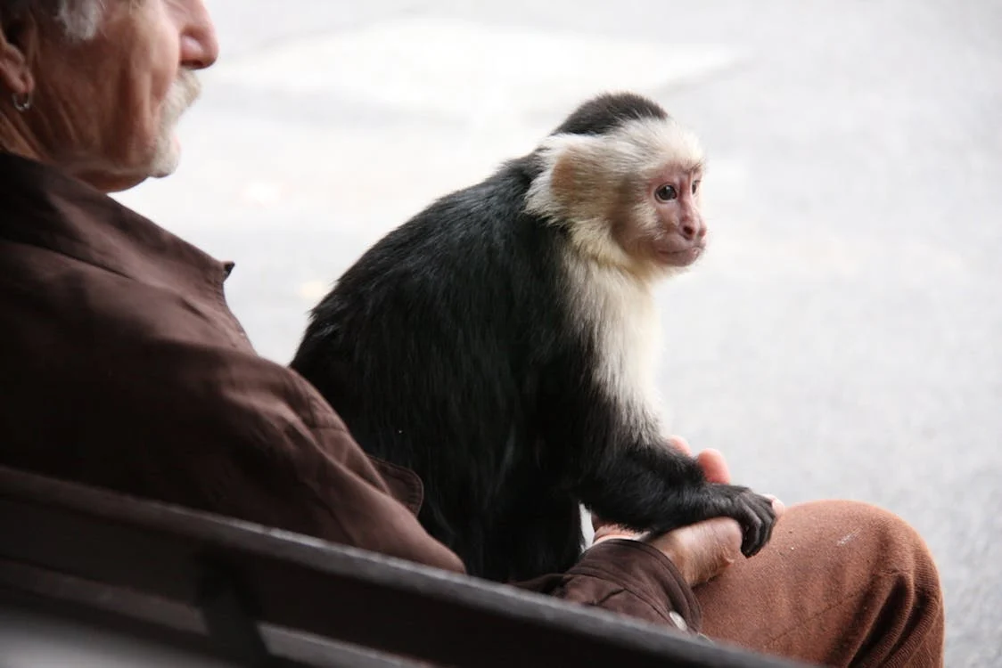 Image of a pet monkey and the owner