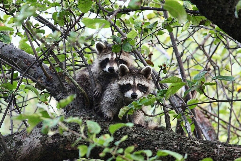 Pair of raccoons on a tree 
