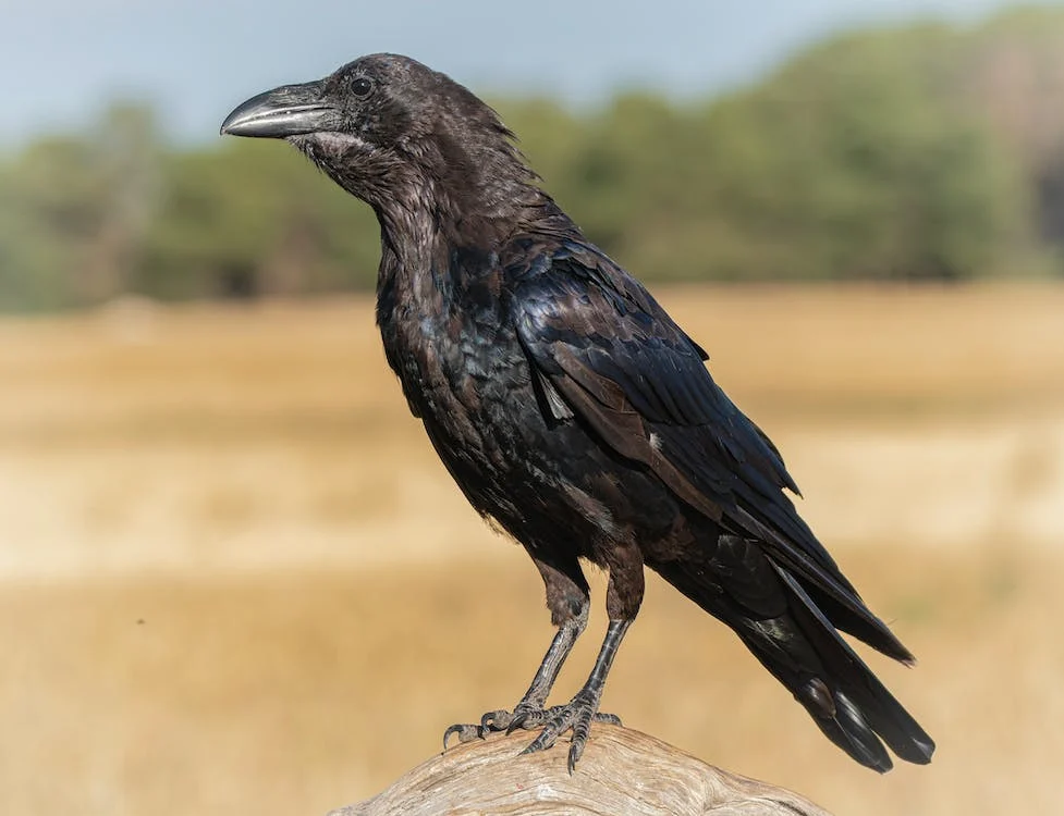 Close up image of raven on the field