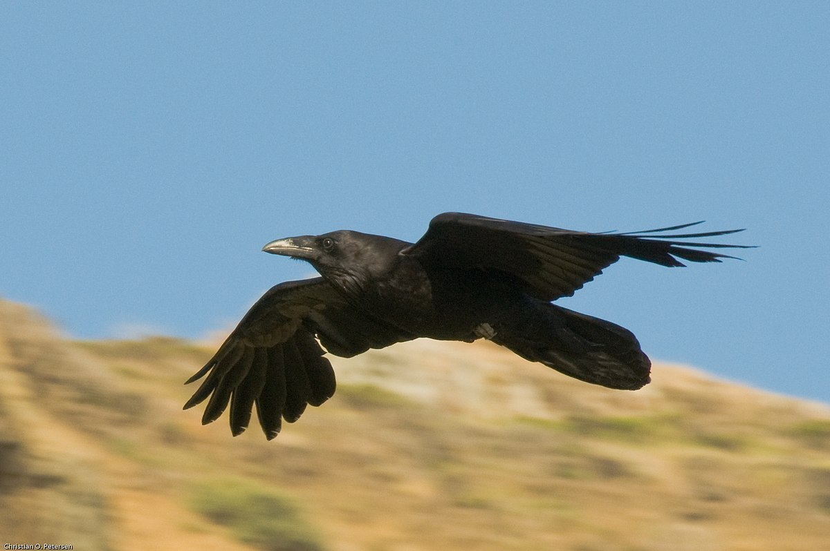 Common raven of North America