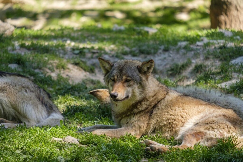 Resting and laying wolf