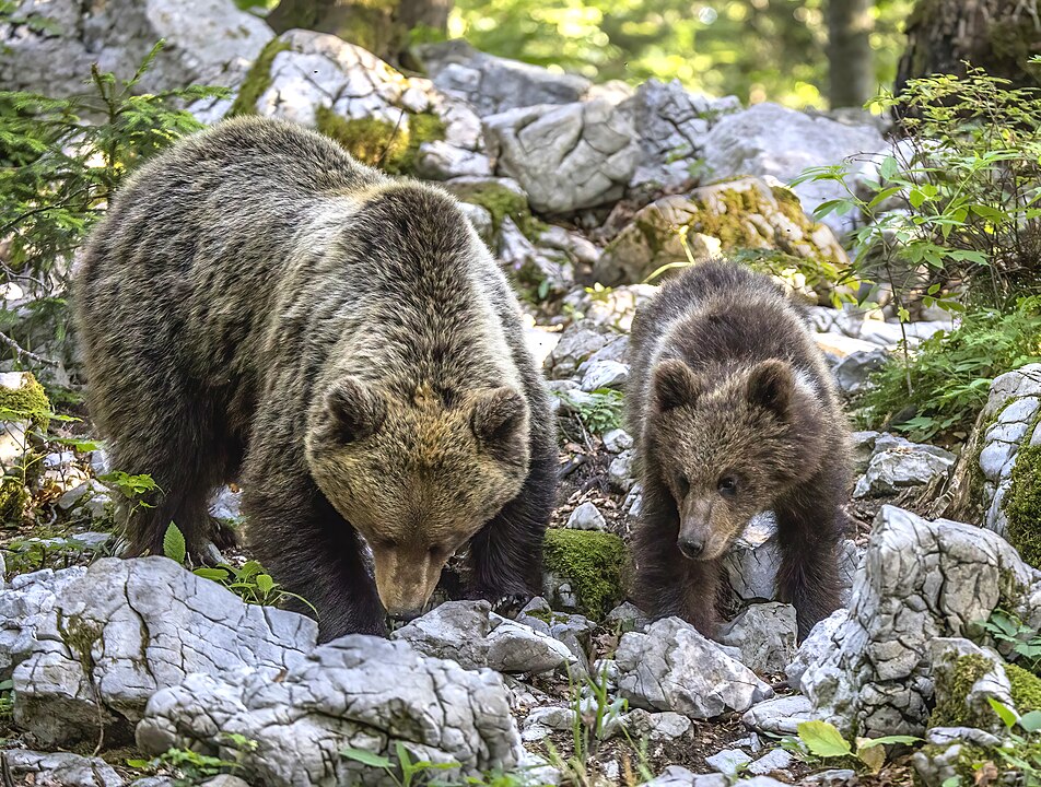 Eurasian brown bears in Sovenia 