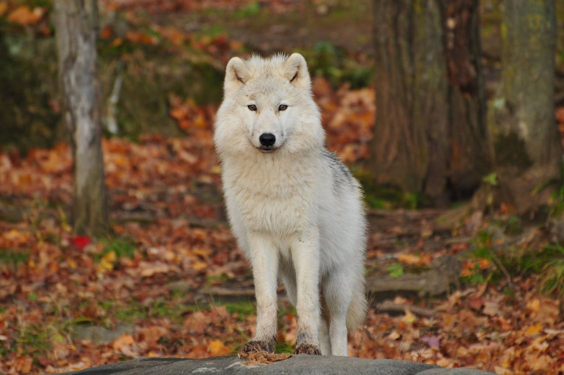 A white wolf in the park