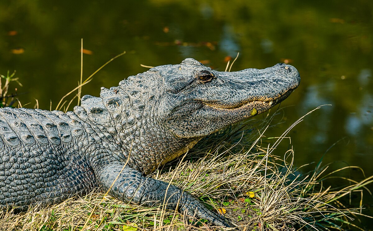 A wild alligator