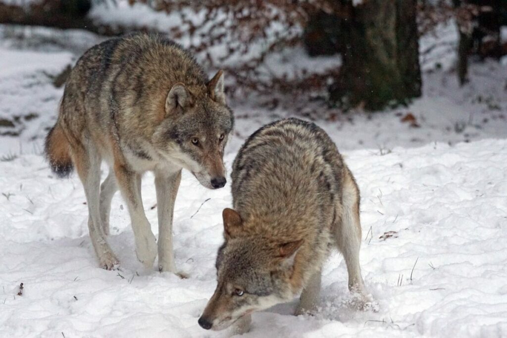 Two predator wolves