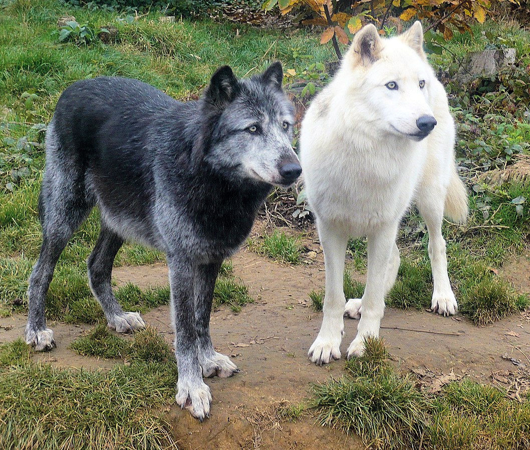 A black wolf and a white wolf