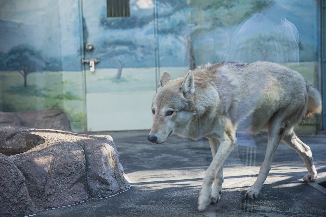 A wolf in a zoo enclosure